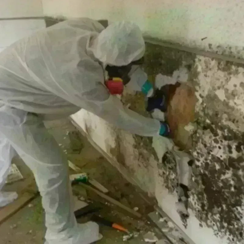 Mold Remediation and Removal in Greenville, MI